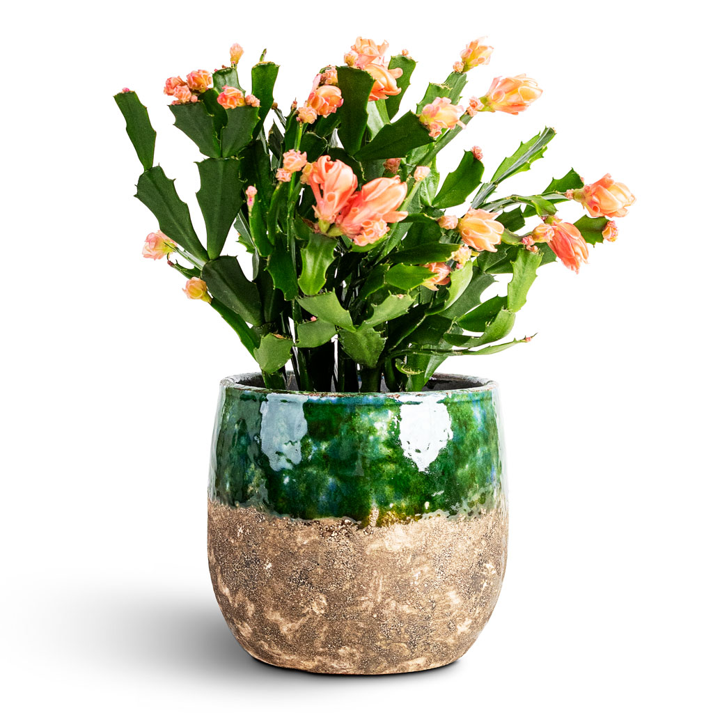 Shclumbergera Christmas Cactus Peach House Plant In Lindy Pot Black Green - 16x13cm