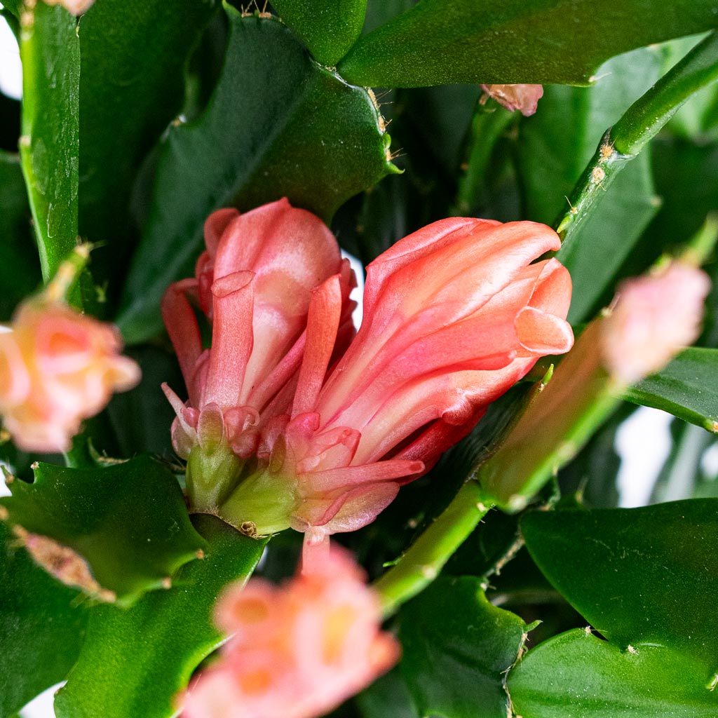 Shclumbergera Christmas Cactus Peach House Plant In Lindy Pot Black Green - 16x13cm