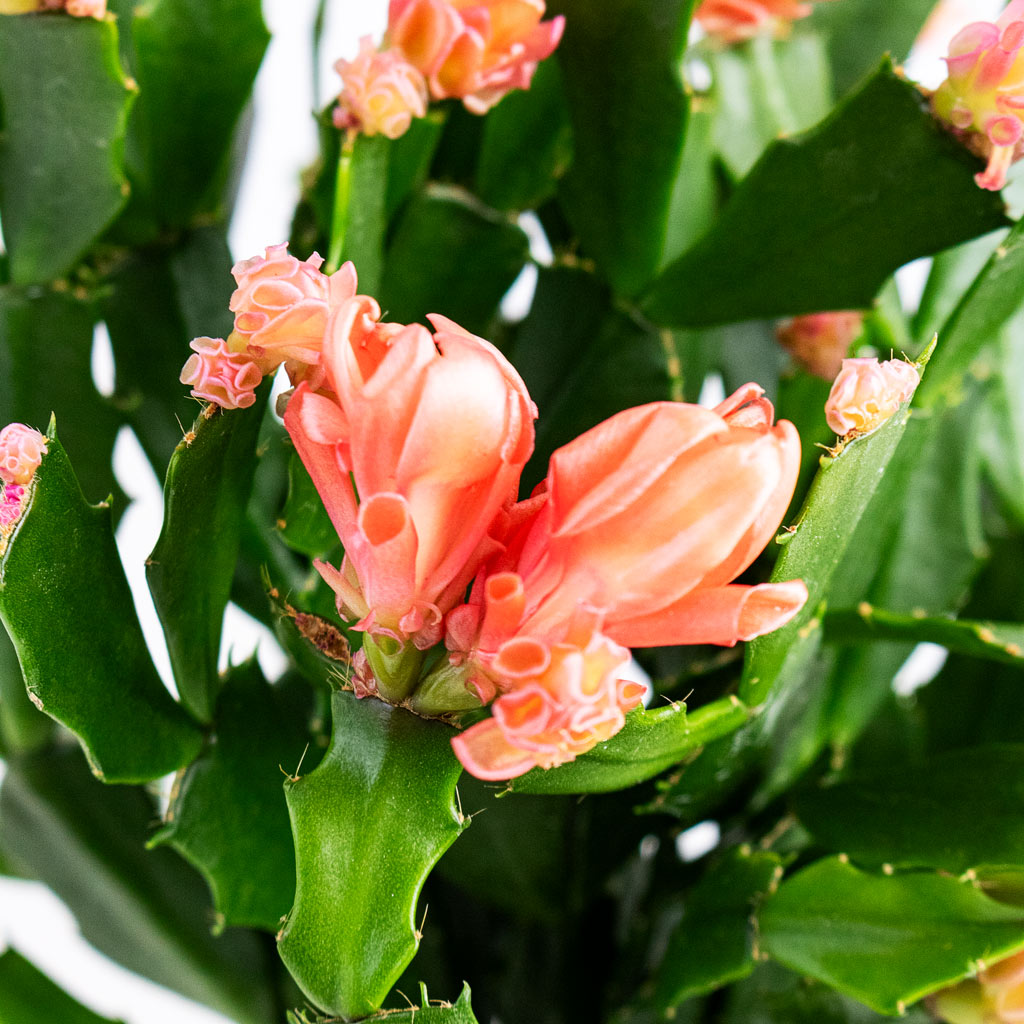 Schlumbergera - Christmas Cactus - Orange/Peach