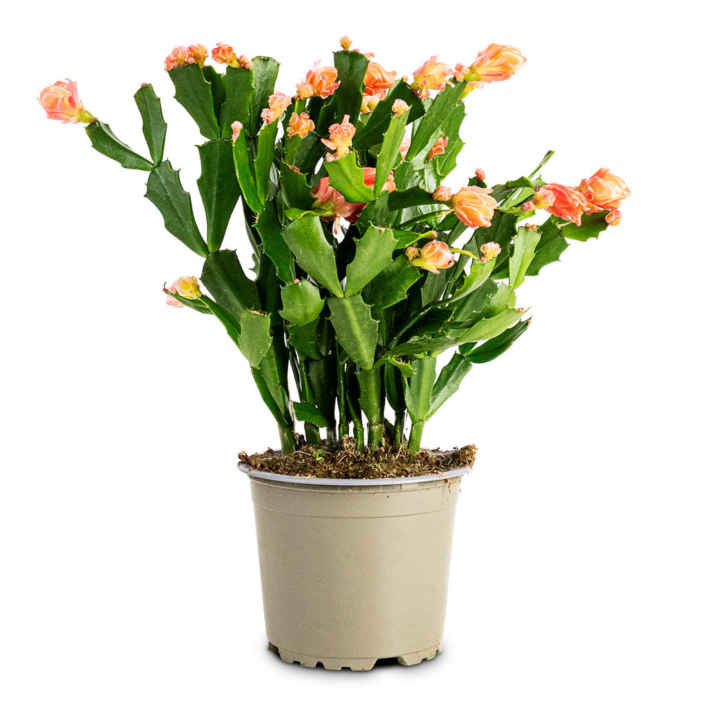 Schlumbergera - Christmas Cactus - Orange/Peach
