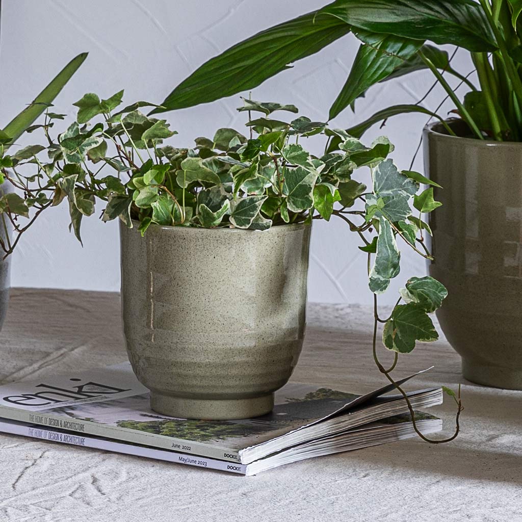 Hedera Helix In Sofia Plant Pot Green 