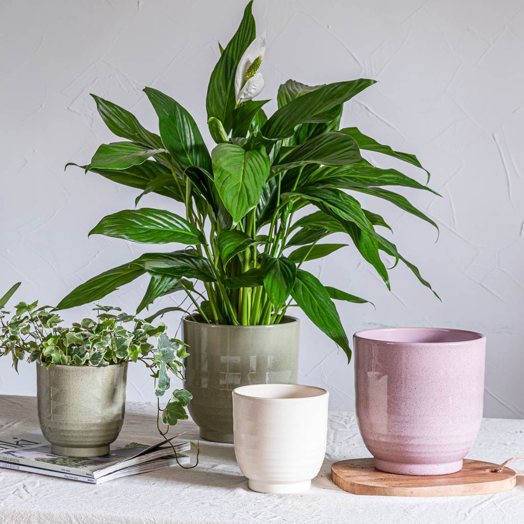 Sophia Planters With Peace Lily And Hedera Helix