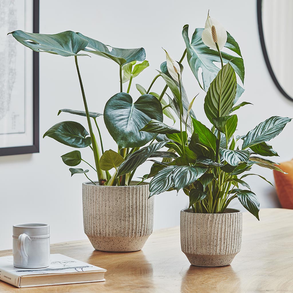 Solento Plant Pot - White Speckle & Peace Lily, Monstera