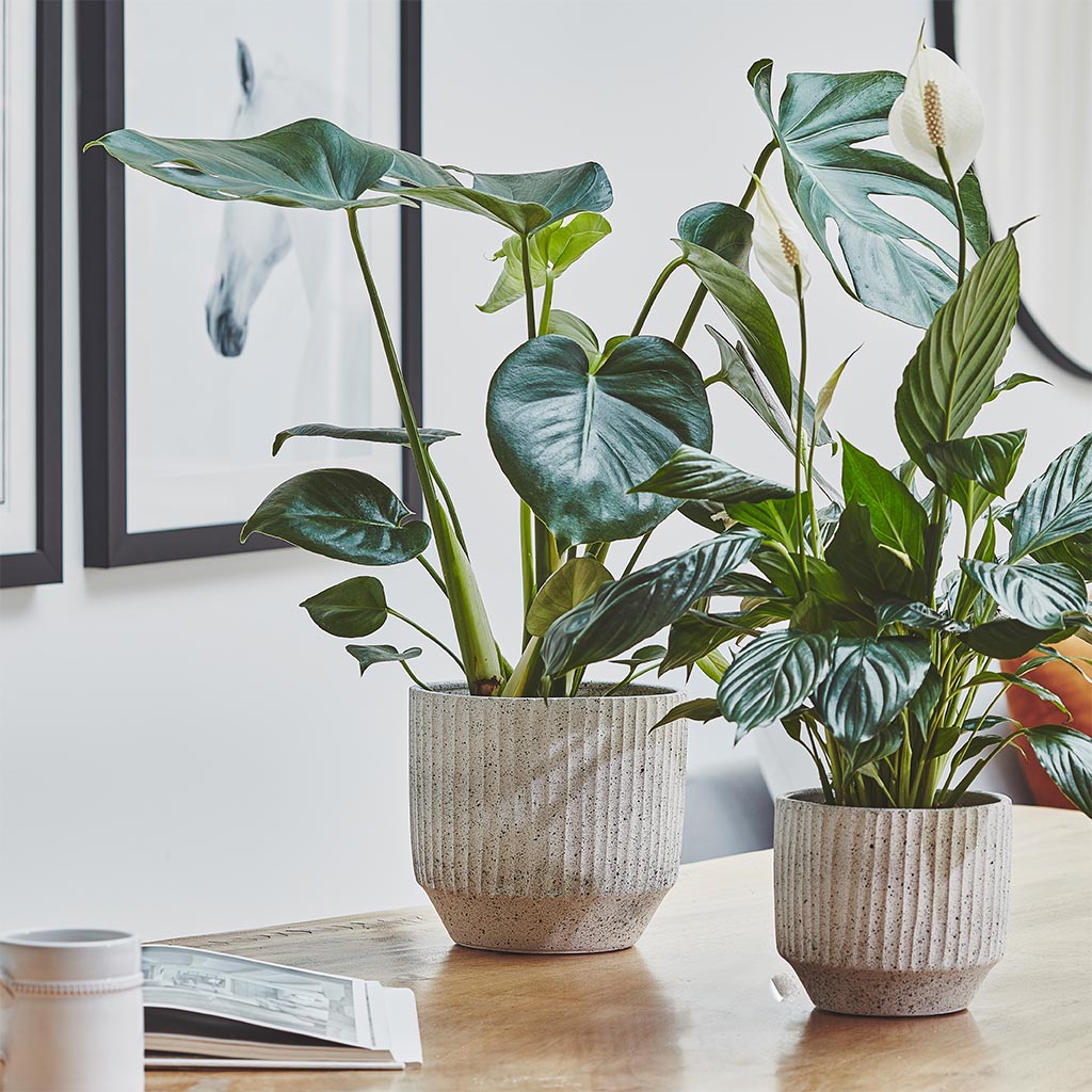 Solento Plant Pot - White Speckle & Houseplants