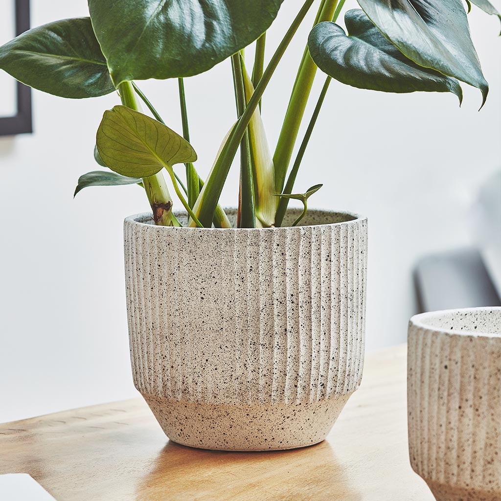 Solento Plant Pot - White Speckle & Monstera