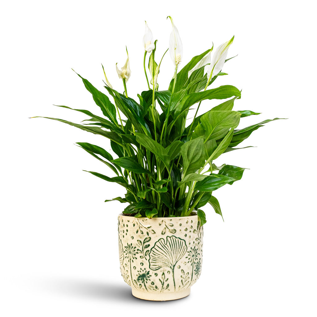 Spathiphyllum Bellini 13x40cm Emilia Pot Green 14x13cm Spathiphyllum Bellini 13x40cm