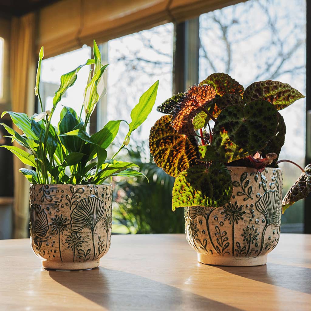 Spathiphyllum Bellini In Emilia Pot Green 