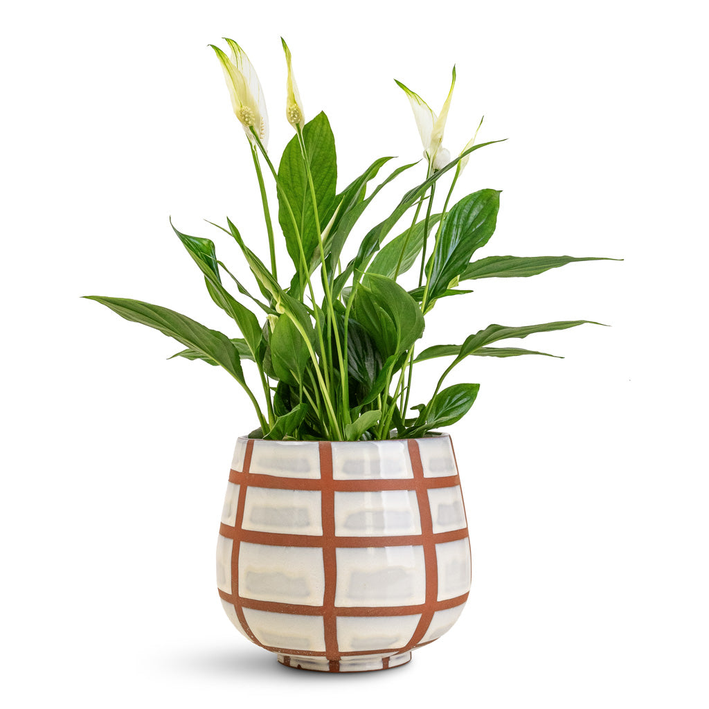 Spathiphyllum Bellini - 13x40cm In Moda Pot Moon Lattice - 18x15cm