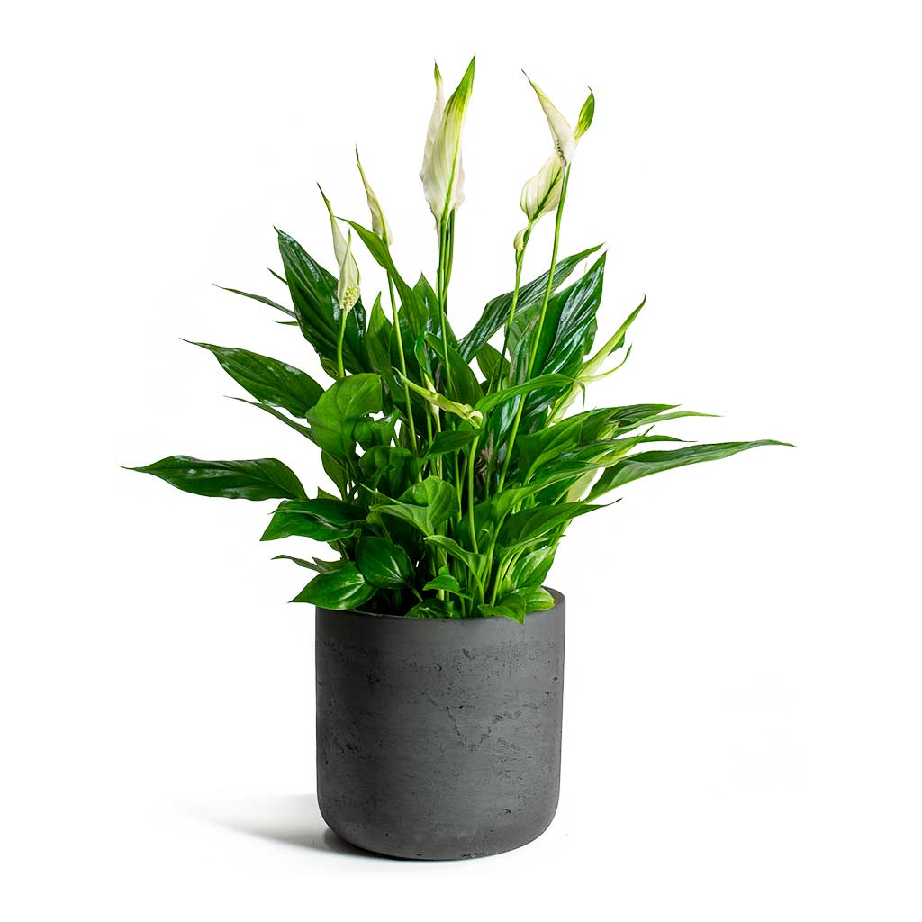 Small Houseplants