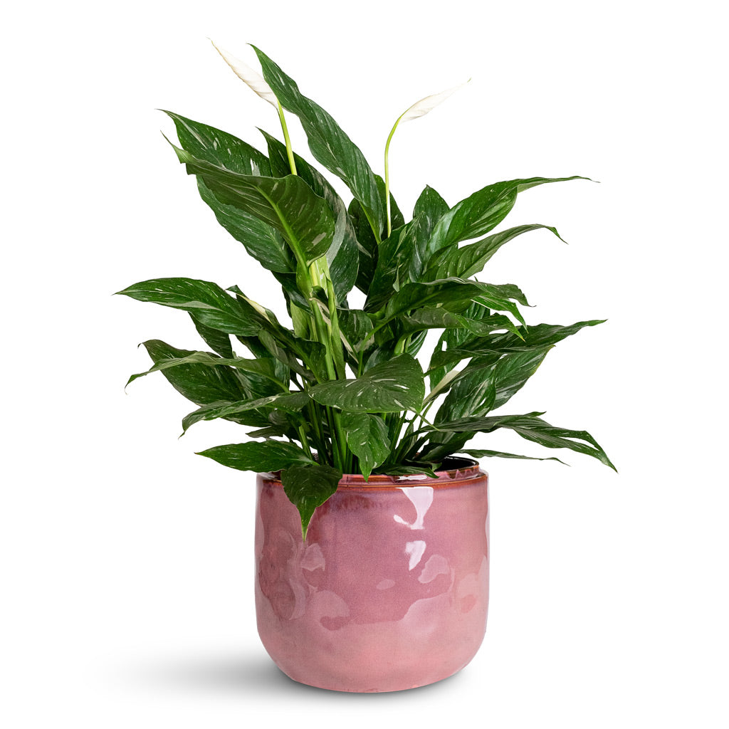 Spathiphyllum Diamond In Mabel Pot Cherry