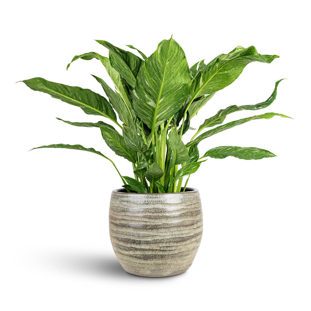 Spathiphyllum Diamond 17x60cm House Plant In Manuel Pot Shiny Thyme 25x21cm