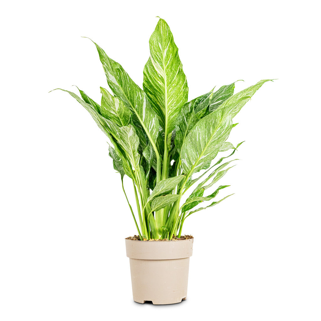 Spathiphyllum Diamond 17x60cm