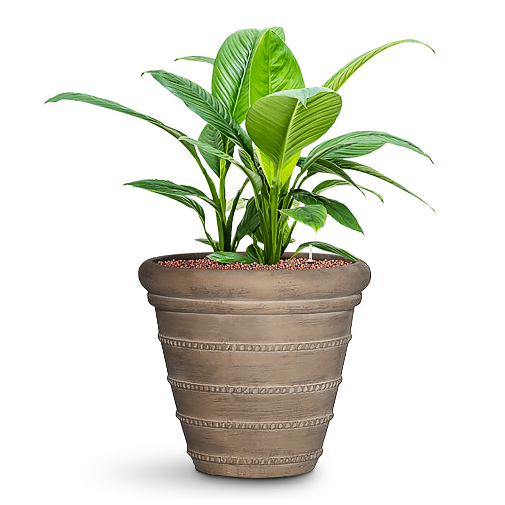 Spathiphyllum Sensation - Peace Lily - HydroCare & Treasure Selena Planter - Chalk Beige