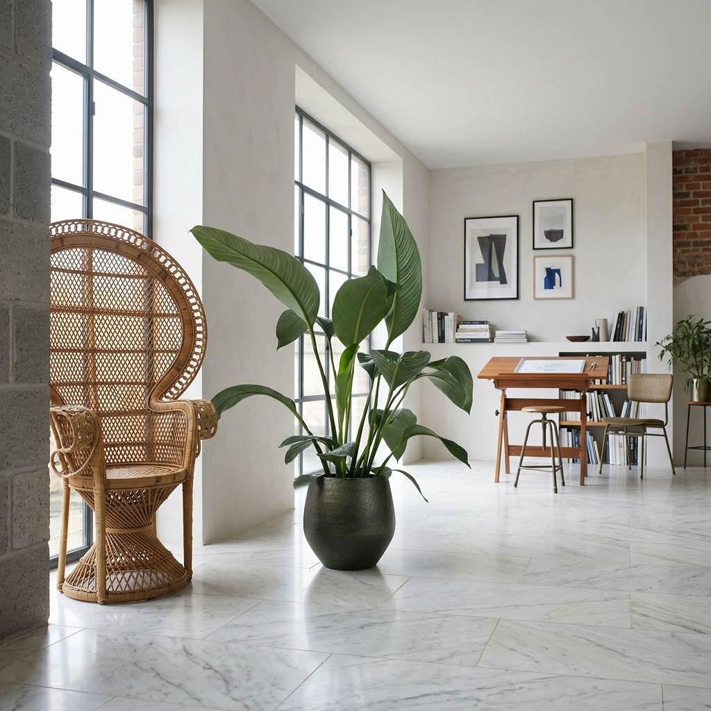 Spathiphyllum Sensation Peace Lily & Ben Plant Pot Straw Grass