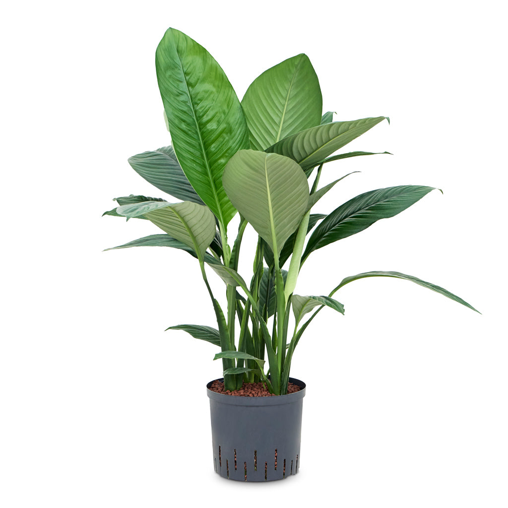 Spathiphyllum Sensation - Peace Lily - HydroCare Medium