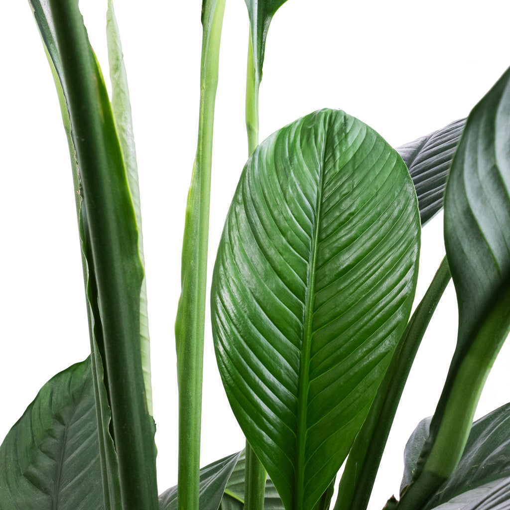 Spathiphyllum Sensation - Peace Lily Leaves