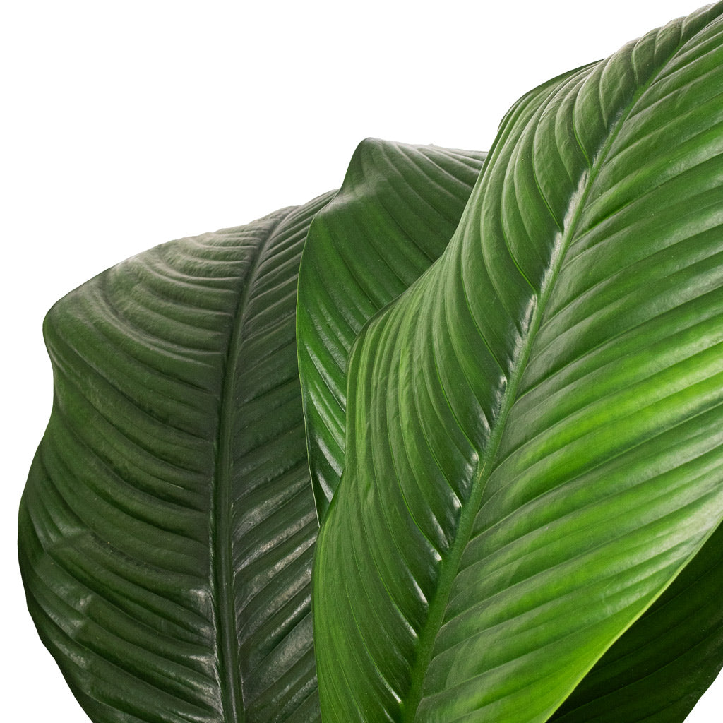 Spathiphyllum Sensation - Peace Lily Leaves
