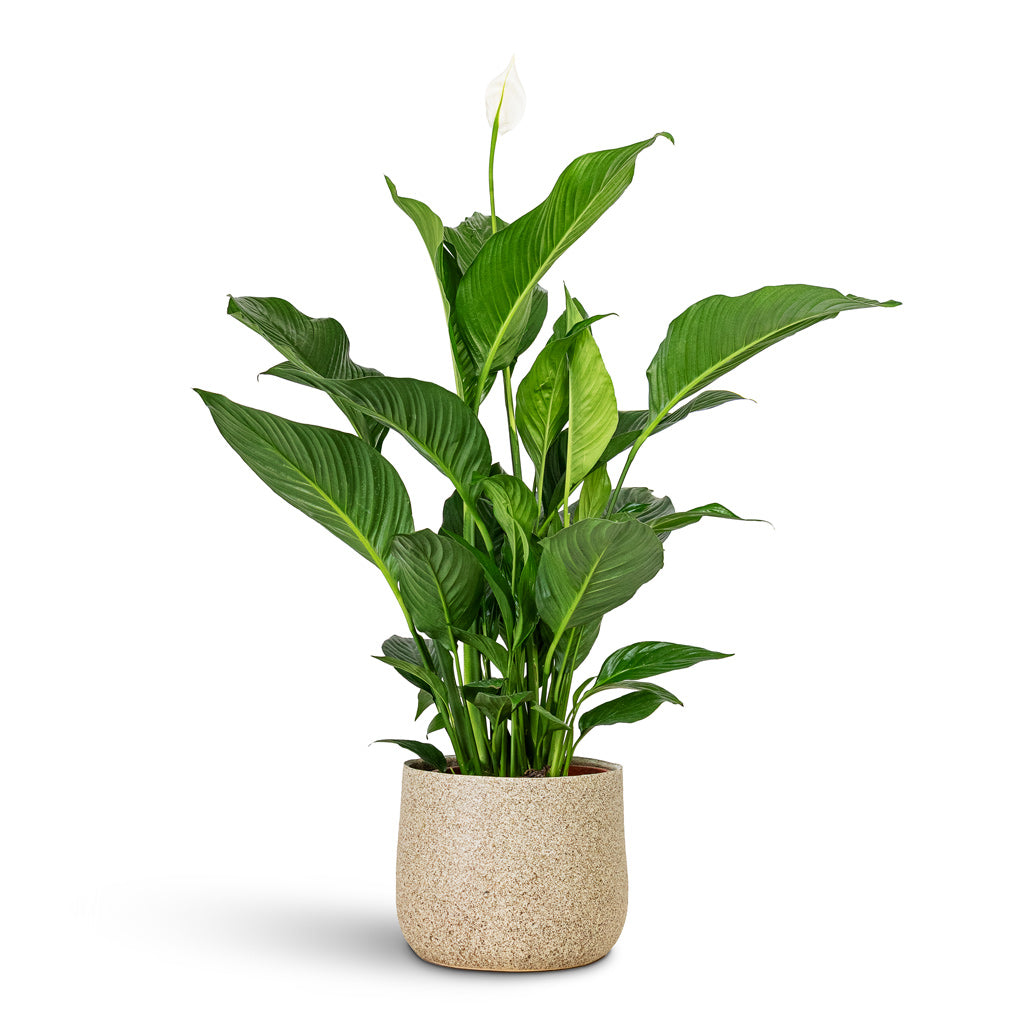 Spathiphyllum Sweet Lauretta 21x90cm house plant in Celeste Pot Cream 26x21cm
