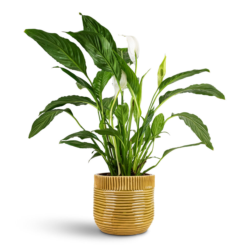 Spathiphyllum Vivaldi House Plant In Nona Pot Mustard