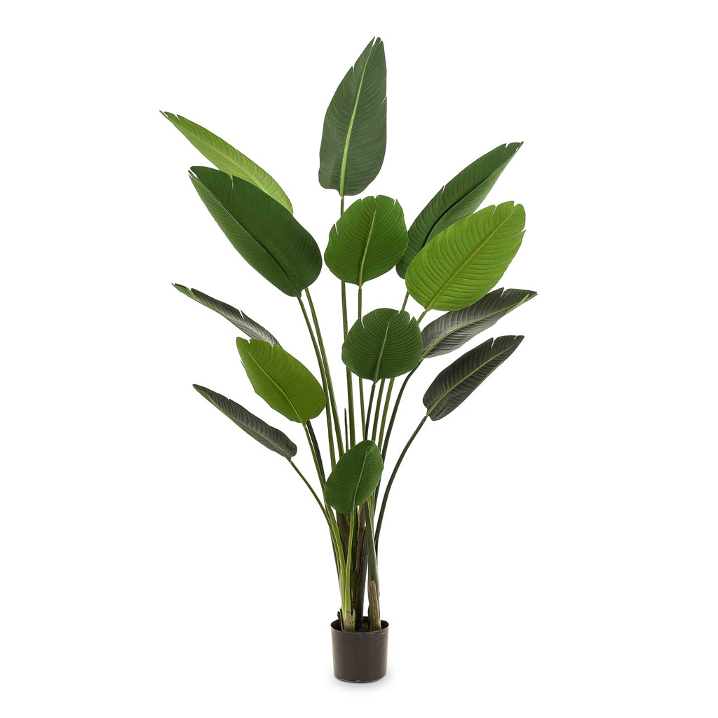 Strelitzia Artificial - 190cm