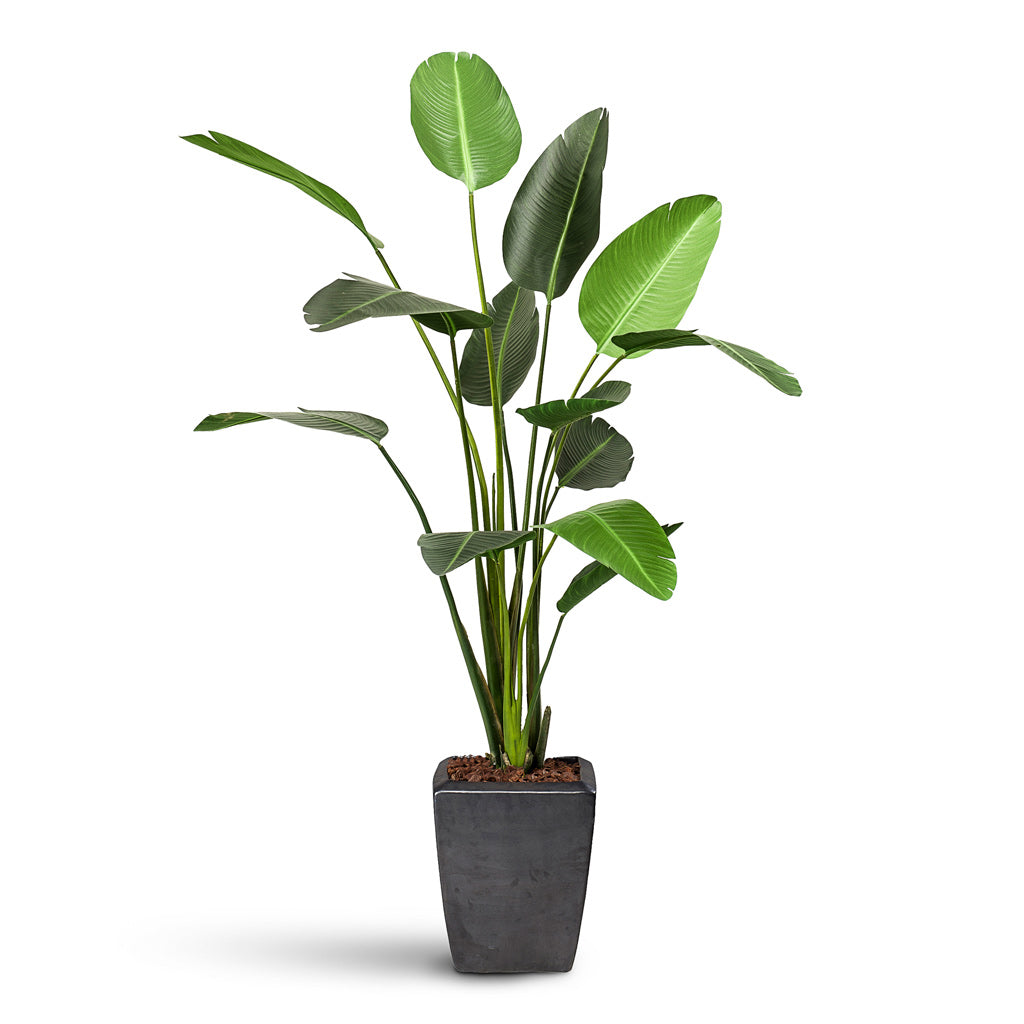 Strelitzia Artificial - 230cm