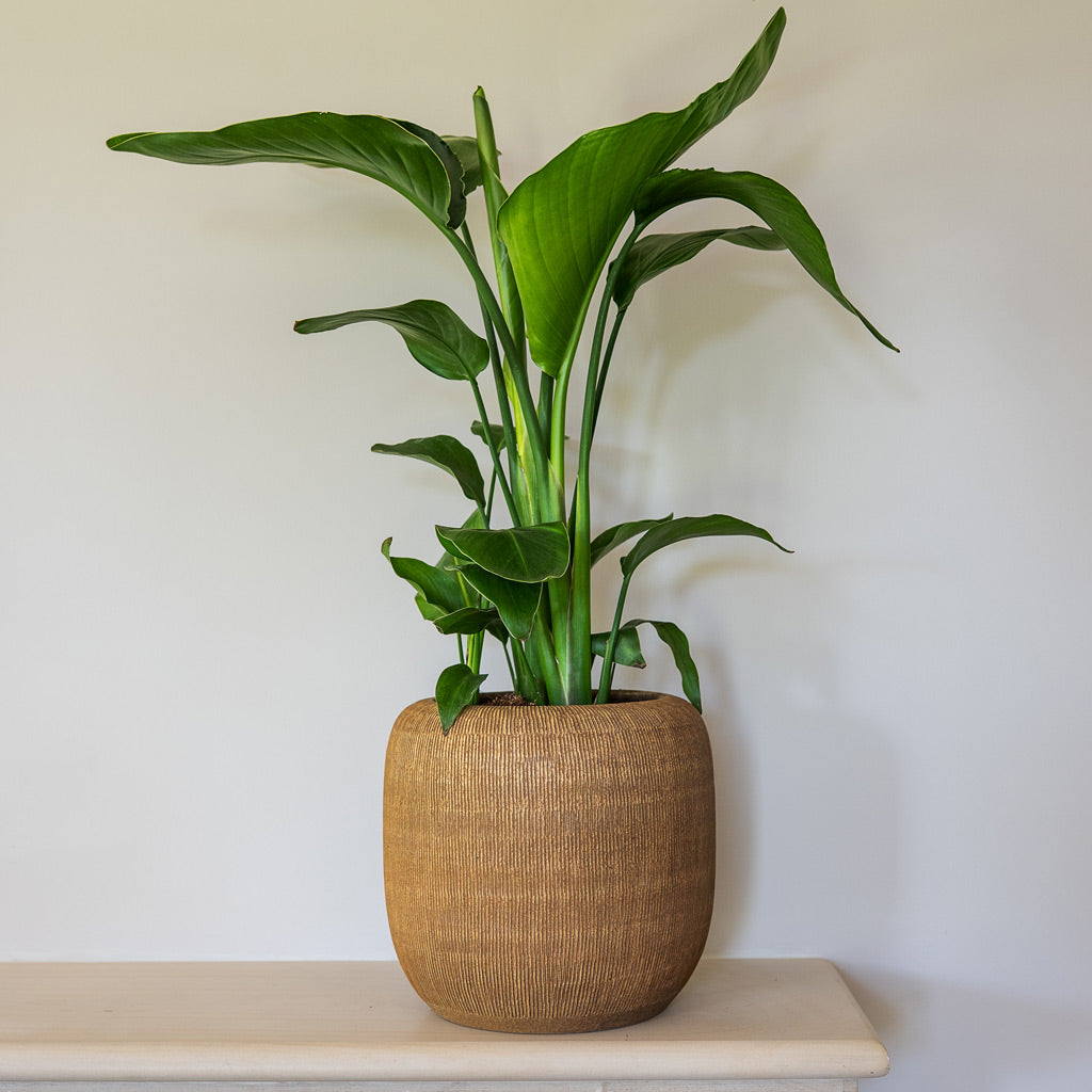 Strelitzia Nicolai In Roxan Pot Camel