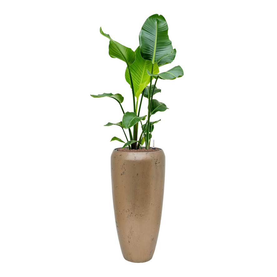 Strelitzia nicolai - Bird of Paradise - HydroCare