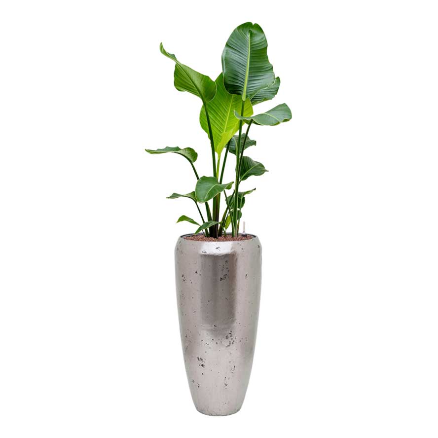 Strelitzia nicolai - Bird of Paradise - HydroCare