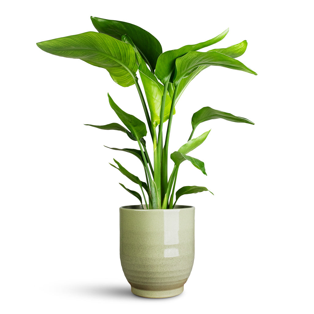 Strelitzia nicolai In Sofia Pot Green