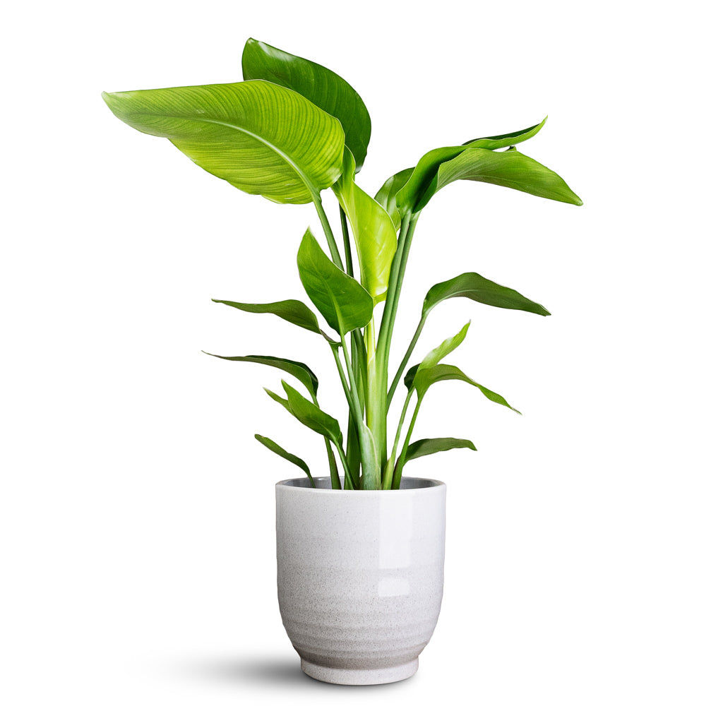Strelitzia nicolai In Sofia Pot Grey
