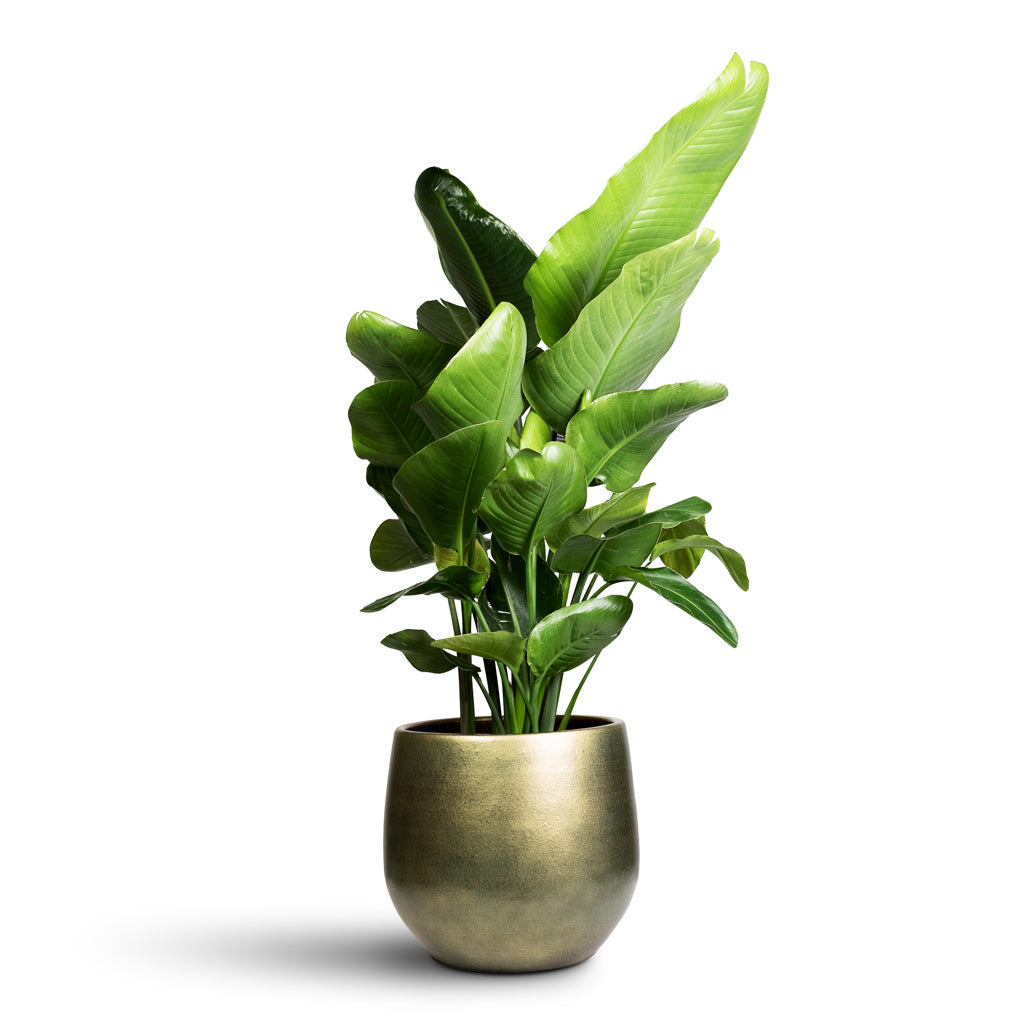 Strelitzia-nicolai-24x110cm-Esra-pot-Shiny-Green-36x32cm