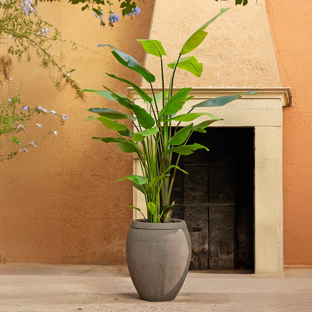 Strelitzia Nicolai Artificial In Sunny Courtyard