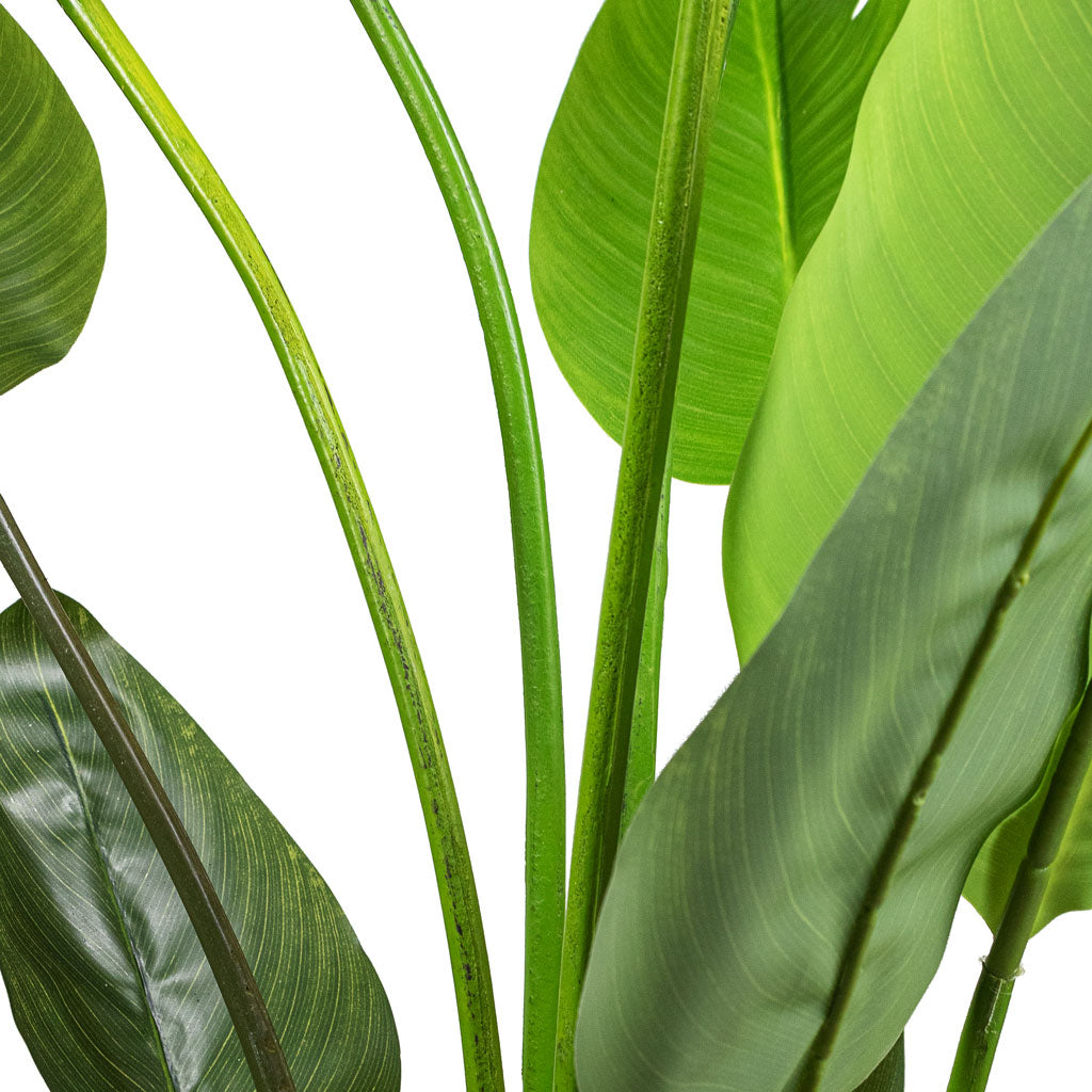 Strelitzia nicolai Giant Bird of Paradise Artificial Close Up Of Stems & Leaves 