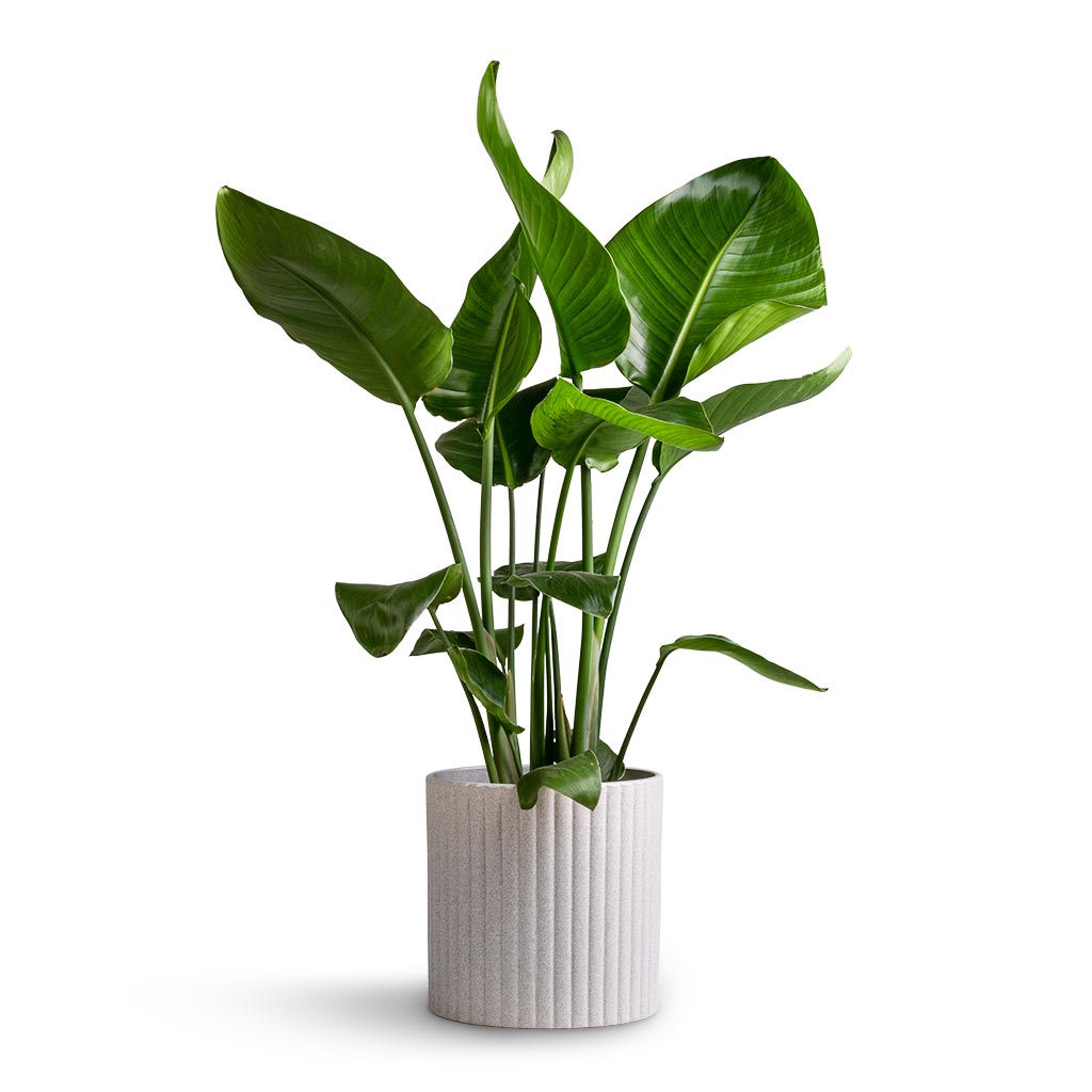 Strelitzia nicolai - Giant White Bird of Paradise & Azalea Ribbed Plant Pot - Speckled Grey Stone