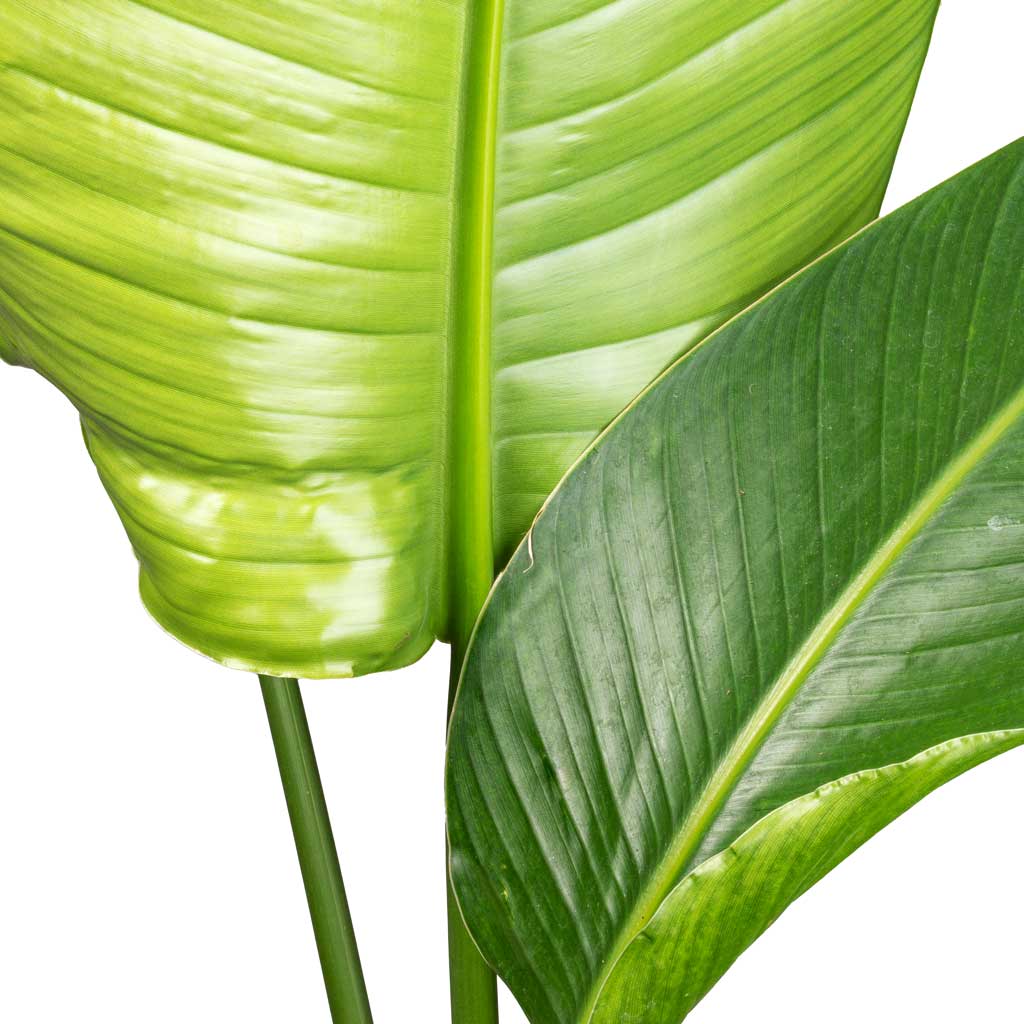 Strelitzia nicolai - Giant White Bird of Paradise