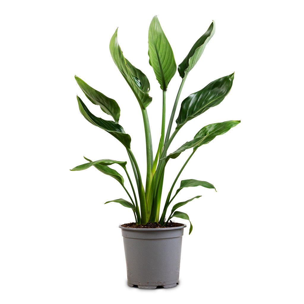 Strelitzia reginae - 19x70cm