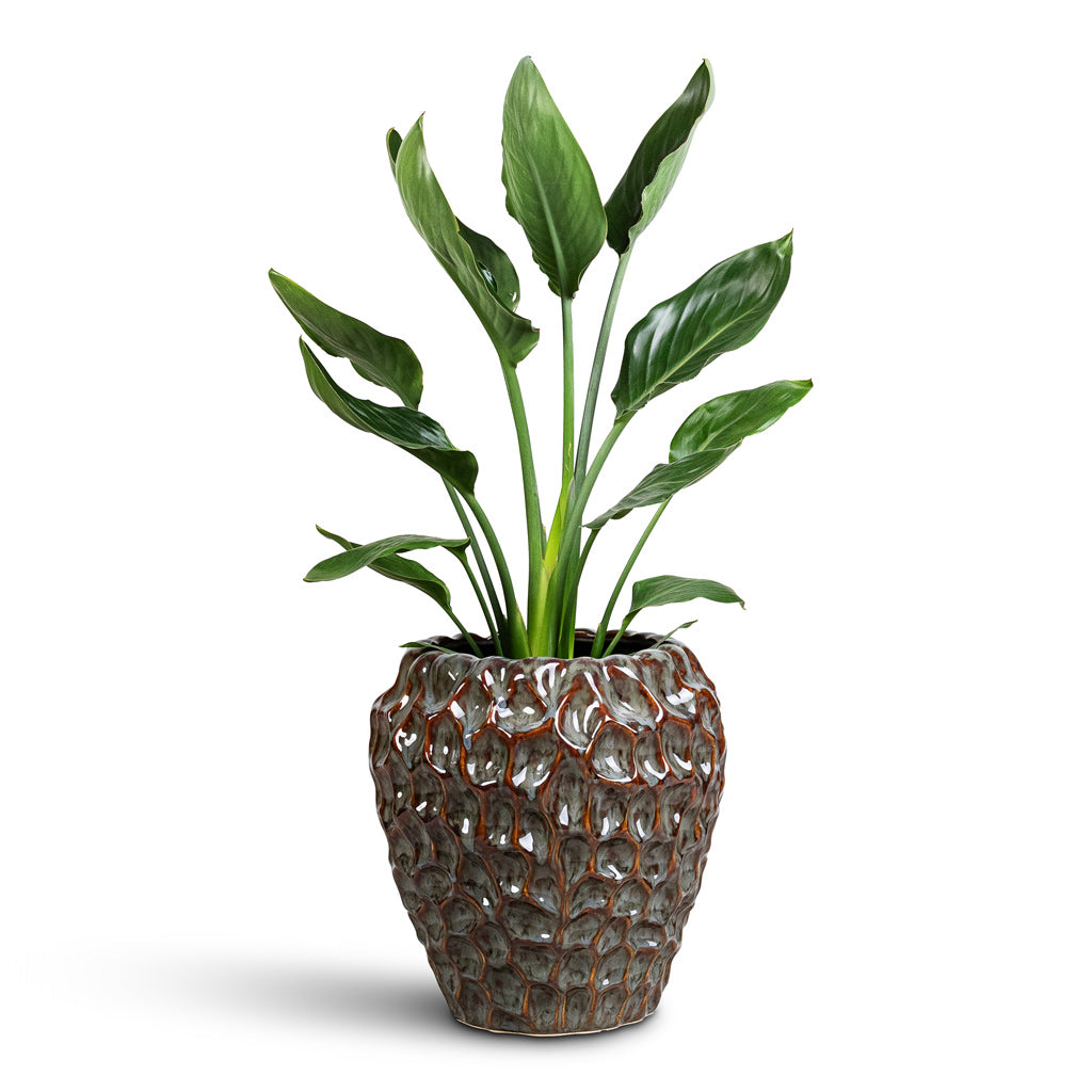 Strelitzia reginea - 27x105cm In Rachel Pot Ocean - 32x33cm