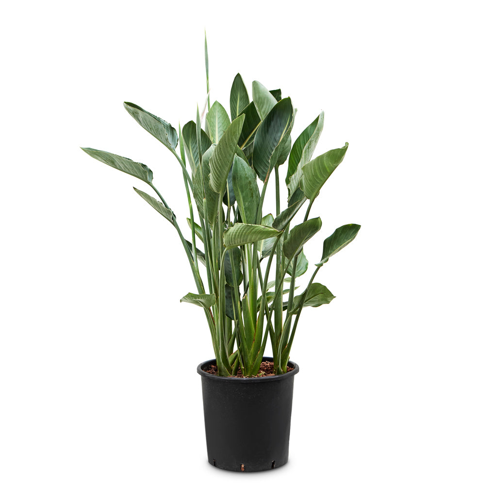 Strelitzia reginea - Bird of Paradise - 34 x 150cm