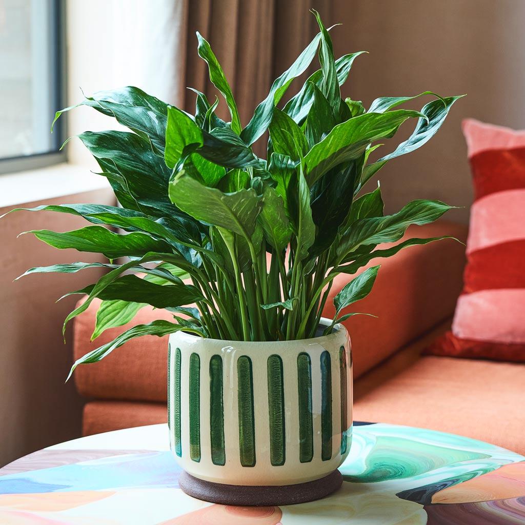 Variegated Peace Lily In Stripe Pot Green 