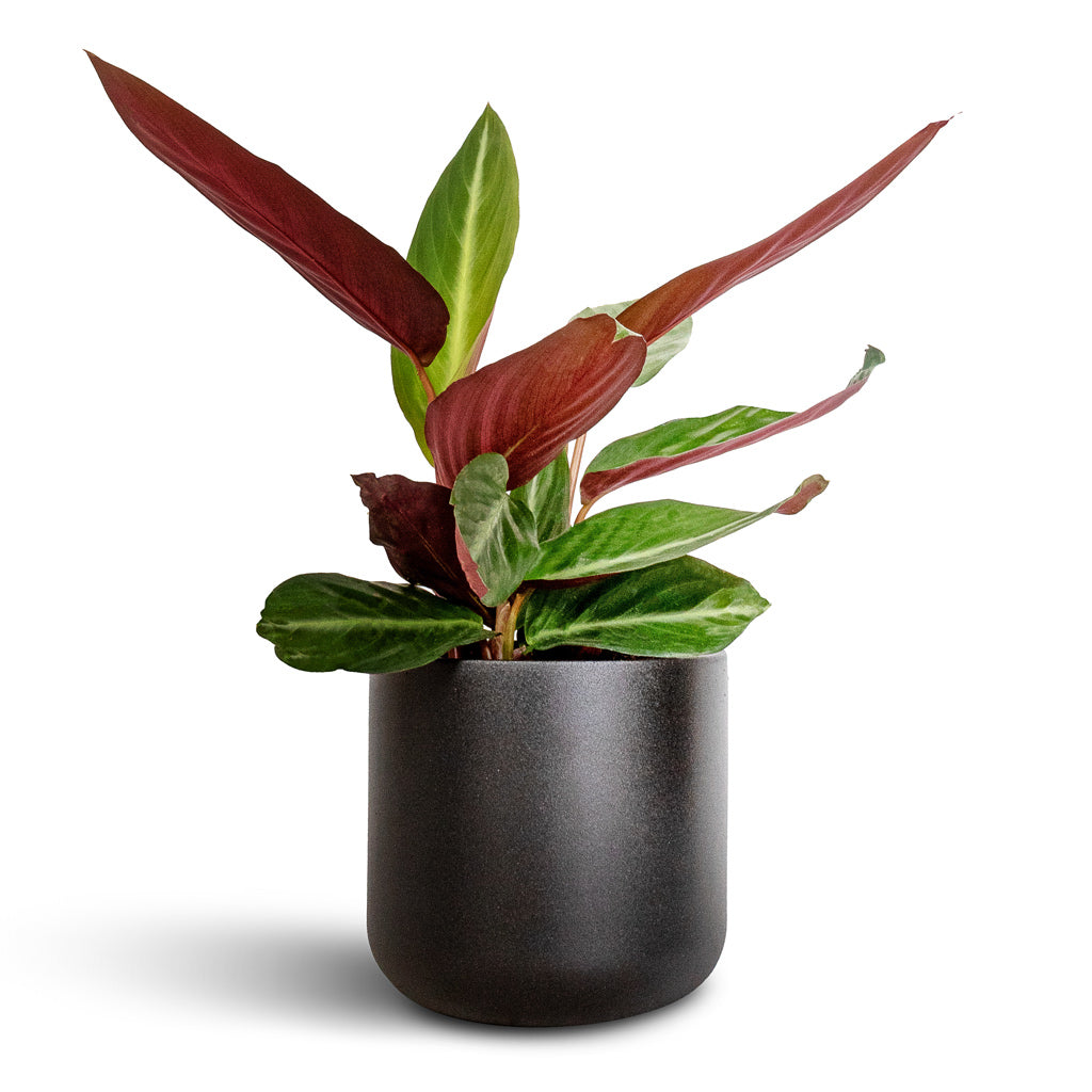 Stromanthe sanguinea Stripestar &amp; Lisbon Plant Pot - Anthracite