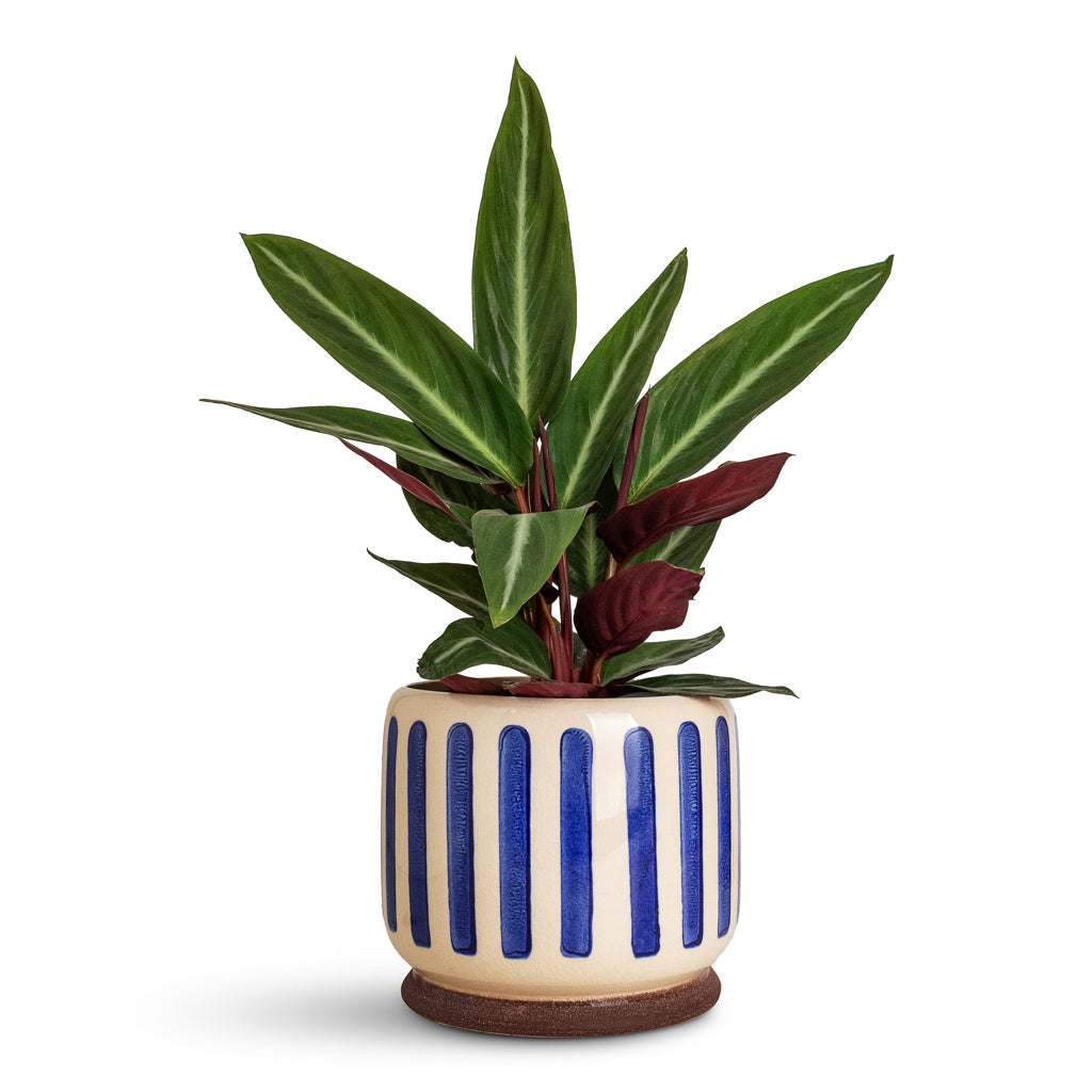 Stromanthe sanguinea Stripesta In Stripe Pot Blue