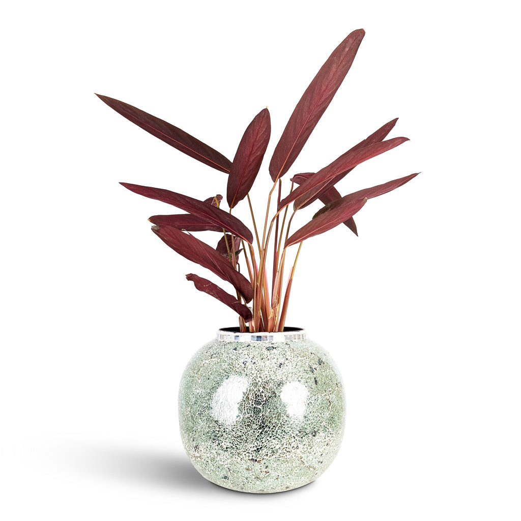 Stromanthe sanguinea Stripestar 17x60cm House Plant In Mosaic Metal Pot Mirror 36x32cm