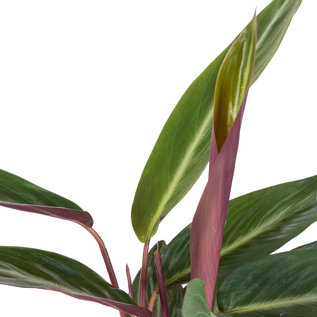 Stromanthe sanguinea Stripestar & Lisbon Plant Pot - Anthracite