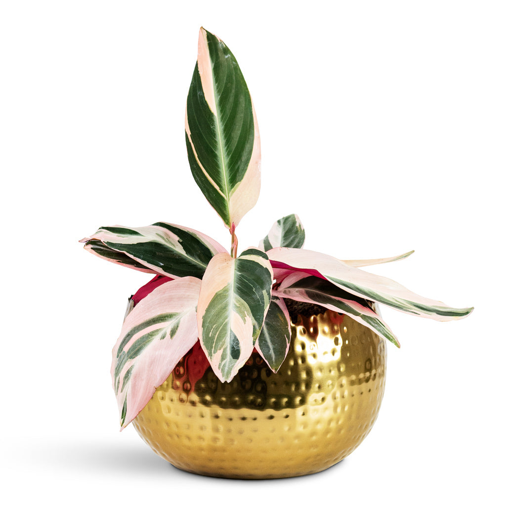 Stromanthe sanguinea Triostar House Plant In Hammered Bowl Gold with Black pot