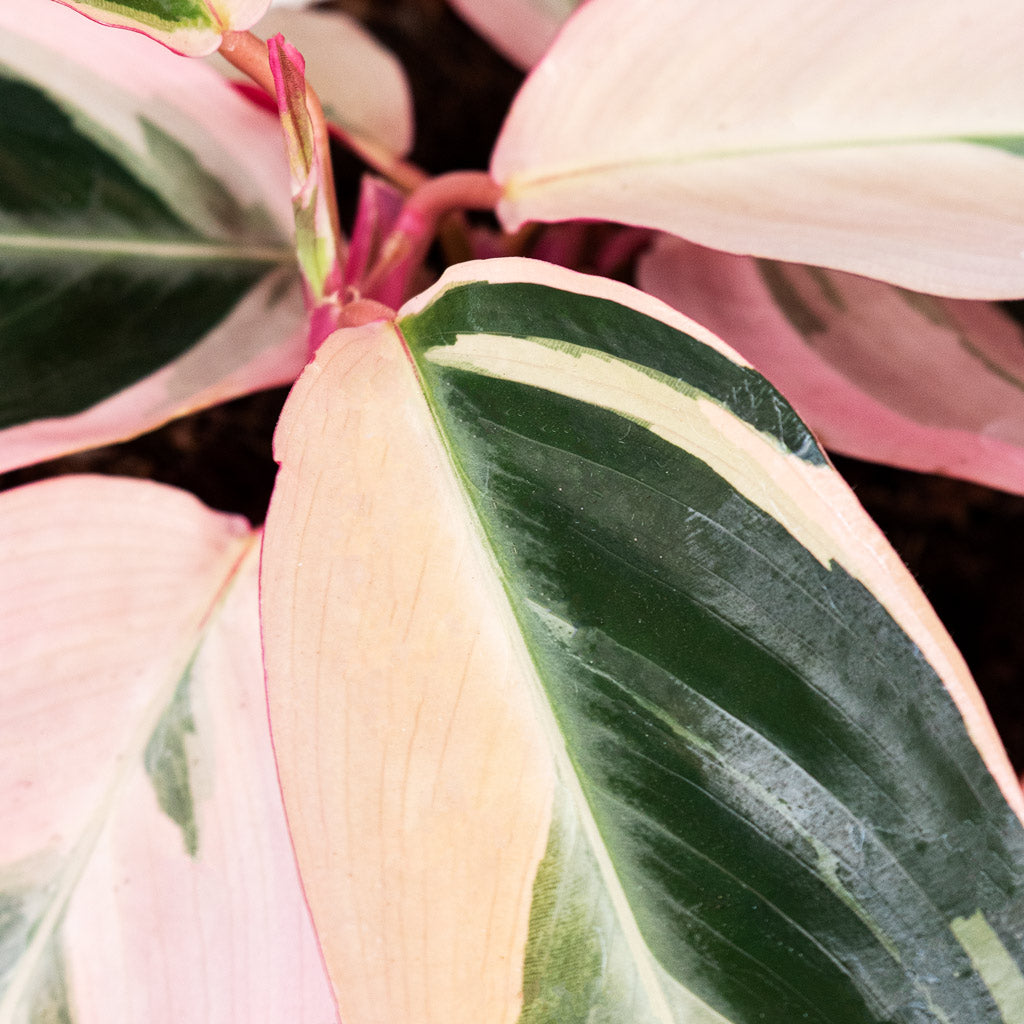 Stromanthe sanguinea Triostar Houseplant & Lindy Plant Pot - Black Green