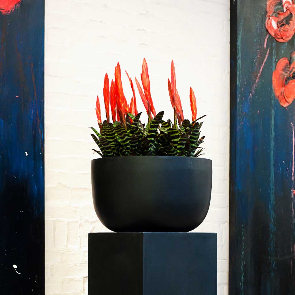 Sunny Natural Black Office Planter
