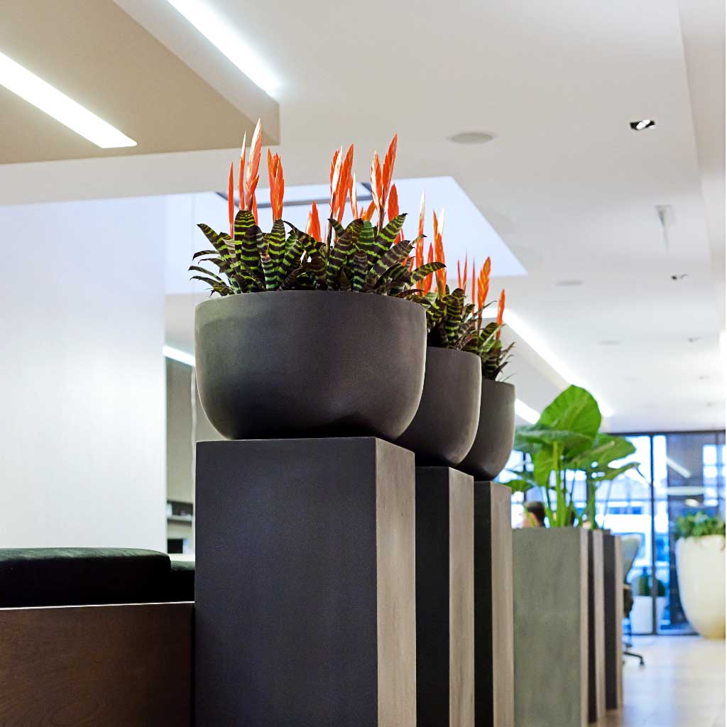 Sunny Natural Planter - Black L