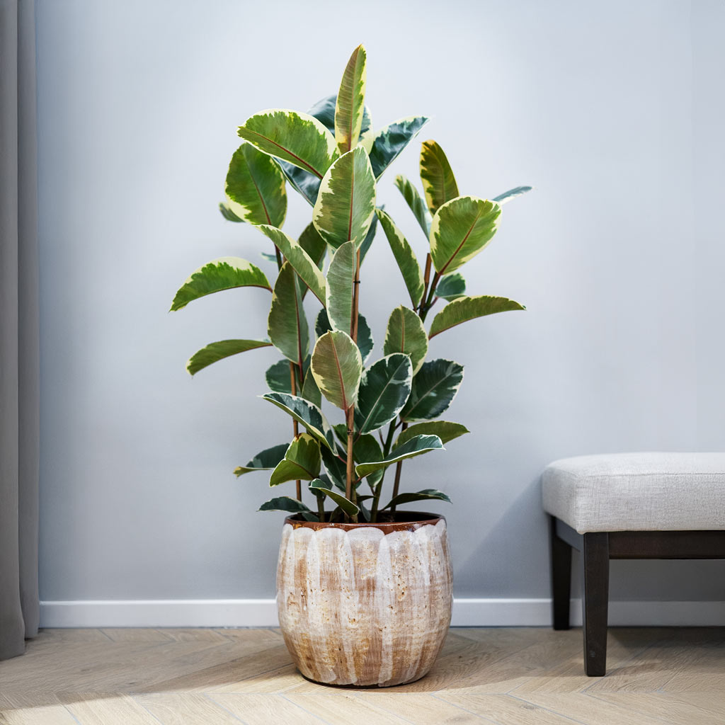 Ficus Elastica Tineke Variegated Rubber Plant In Suus Plant Pot Latte 