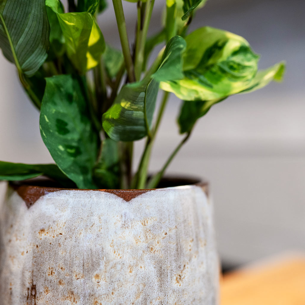Maranta kerchoveana Variegated Rabbit's Foot In Suss Plant Pot Latte 
