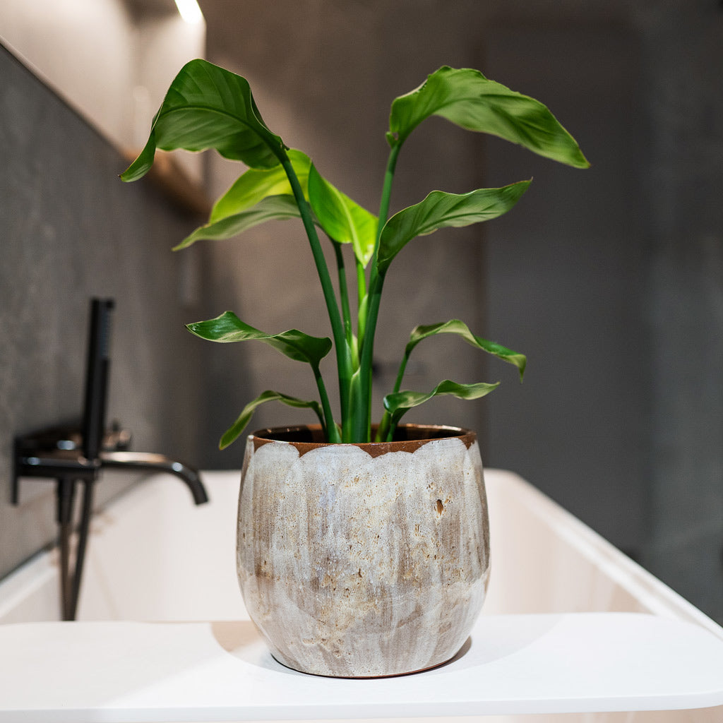 Strelitzia Nicolai Bird of Paradise in Suus Plant Pot Latte